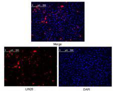 Lin-28 Homolog (LIN28) Antibody - LIN28A Antibody in Immunofluorescence (IF)
