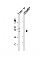 LIN28A / LIN28 Antibody - All lanes: Anti-(DANRE) lin28a Antibody (Center) at 1:2000 dilution. Lane 1: Zebrafish muscle lysates. Lane 2: Zebrafish lysates Lysates/proteins at 20 ug per lane. Secondary Goat Anti-Rabbit IgG, (H+L), Peroxidase conjugated at 1:10000 dilution. Predicted band size: 22 kDa. Blocking/Dilution buffer: 5% NFDM/TBST.