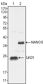 LIN28A / LIN28 Antibody - Western blot using LIN28 mouse monoclonal antibody against NTERA-2 cell lysate (1).