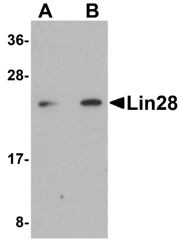 LIN28A / LIN28 Antibody - Western blot analysis of Lin28 in Raji cell lysate with Lin28 antibody at (A) 1 and (B) 2 ug/ml.