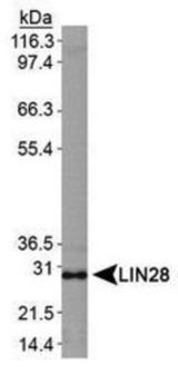 LIN28A / LIN28 Antibody - Western Blot: Lin28 Antibody - Analysis of LIN28 in NTERA-2 cell lysate