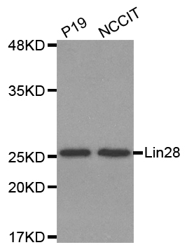 LIN28A / LIN28 Antibody - Western blot analysis of extracts of various cell lines.