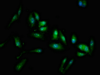 LIN28A / LIN28 Antibody - Immunofluorescent analysis of Hela cells at a dilution of 1:100 and Alexa Fluor 488-congugated AffiniPure Goat Anti-Rabbit IgG(H+L)