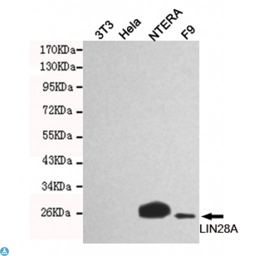 LIN28A / LIN28 Antibody - Western blot detection of LIN28 in NTERA and F9 cell lysates using LIN28A mouse mAb (1:1000 diluted). Predicted band size: 26KDa. Observed band size: 26KDa.