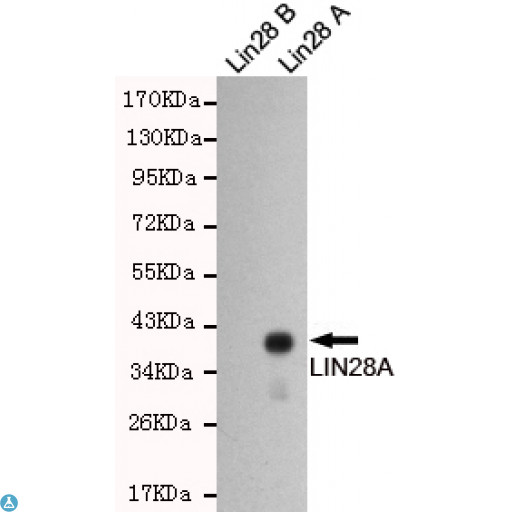 LIN28A / LIN28 Antibody - Western blot detection of LIN28A in LIN28B and LIN28A recombinant antigen fragments and using LIN28A mouse mAb (1:1000 diluted).