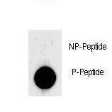 LIN28A / LIN28 Antibody - Dot blot of anti-Phospho-LIN28-S134 Phospho-specific antibody on nitrocellulose membrane. 50ng of Phospho-peptide or Non Phospho-peptide per dot were adsorbed. Antibody working concentrations are 0.5ug per ml.