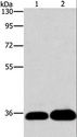 LIN28B Antibody - Western blot analysis of K562 and 293T cell, using LIN28B Polyclonal Antibody at dilution of 1:550.