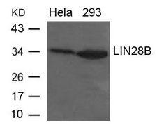 LIN28B Antibody - Western blot of extracts from HeLa and 293 cells using LIN28B Antibody