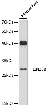 LIN28B Antibody - Western blot analysis of extracts of mouse liver, using LIN28B antibody at 1:3000 dilution. The secondary antibody used was an HRP Goat Anti-Rabbit IgG (H+L) at 1:10000 dilution. Lysates were loaded 25ug per lane and 3% nonfat dry milk in TBST was used for blocking. An ECL Kit was used for detection and the exposure time was 90s.