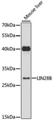 LIN28B Antibody - Western blot analysis of extracts of mouse liver, using LIN28B antibody at 1:3000 dilution. The secondary antibody used was an HRP Goat Anti-Rabbit IgG (H+L) at 1:10000 dilution. Lysates were loaded 25ug per lane and 3% nonfat dry milk in TBST was used for blocking. An ECL Kit was used for detection and the exposure time was 90s.