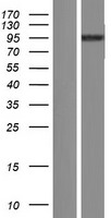LIN41 / TRIM71 Protein - Western validation with an anti-DDK antibody * L: Control HEK293 lysate R: Over-expression lysate
