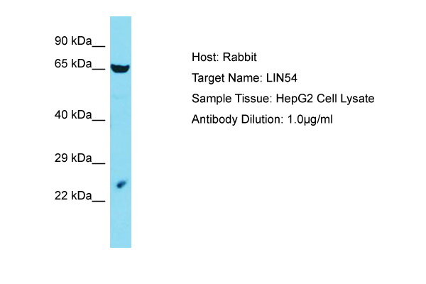 LIN54 Antibody -  This image was taken for the unconjugated form of this product. Other forms have not been tested.
