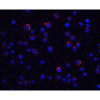 LIN54 Antibody - Immunofluorescence of LIN54 in HeLa cells with LIN54 antibody at 20 µg/ml.