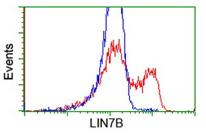LIN7B Antibody - HEK293T cells transfected with either overexpress plasmid (Red) or empty vector control plasmid (Blue) were immunostained by anti-LIN7B antibody, and then analyzed by flow cytometry.