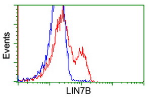 LIN7B Antibody - HEK293T cells transfected with either overexpress plasmid (Red) or empty vector control plasmid (Blue) were immunostained by anti-LIN7B antibody, and then analyzed by flow cytometry.