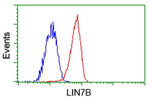 LIN7B Antibody - Flow cytometry of Jurkat cells, using anti-LIN7B antibody, (Red), compared to a nonspecific negative control antibody, (Blue).