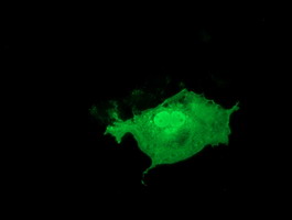 LIN7B Antibody - Anti-LIN7B mouse monoclonal antibody  immunofluorescent staining of COS7 cells transiently transfected by pCMV6-ENTRY LIN7B.
