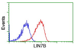 LIN7B Antibody - Flow cytometric Analysis of Hela cells, using anti-LIN7B antibody, (Red), compared to a nonspecific negative control antibody, (Blue).