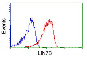 LIN7B Antibody - Flow cytometric Analysis of Jurkat cells, using anti-LIN7B antibody, (Red), compared to a nonspecific negative control antibody, (Blue).