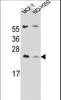 LIN7C / VELI3 Antibody - LIN7C Antibody western blot of MCF-7,NCI-H292 cell line lysates (35 ug/lane). The LIN7C antibody detected the LIN7C protein (arrow).