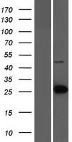 LIN7C / VELI3 Protein - Western validation with an anti-DDK antibody * L: Control HEK293 lysate R: Over-expression lysate