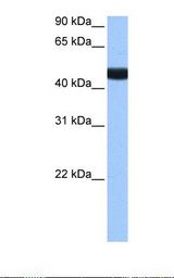 LIN9 Antibody - Fetal brain cell lysate. Antibody concentration: 0.5 ug/ml. Gel concentration: 12%.  This image was taken for the unconjugated form of this product. Other forms have not been tested.