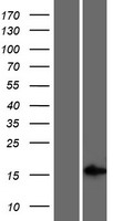 LINC01565 Protein - Western validation with an anti-DDK antibody * L: Control HEK293 lysate R: Over-expression lysate