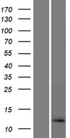 LINC01588 / C14orf182 Protein - Western validation with an anti-DDK antibody * L: Control HEK293 lysate R: Over-expression lysate