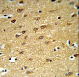 LINGO1 Antibody - LINGO-1(LRRN6A)-S596 Antibody IHC of formalin-fixed and paraffin-embedded brain tissue followed by peroxidase-conjugated secondary antibody and DAB staining. This data demonstrates the use of the LINGO-1(LRRN6A)-S596 Antibody for immunohistochemistry.