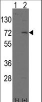 LINGO1 Antibody - Western blot of LINGO1 (arrow) using rabbit polyclonal LINGO1 Antibody. 293 cell lysates (2 ug/lane) either nontransfected (Lane 1) or transiently transfected with the LINGO1 gene (Lane 2) (Origene Technologies).