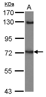 LINGO1 Antibody - Sample (30 ug of whole cell lysate) A: MCF-7 7.5% SDS PAGE LINGO1 antibody diluted at 1:2000
