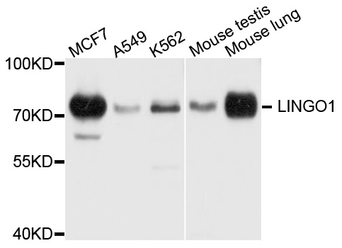 LINGO1 Antibody - Western blot analysis of extract of various cells.