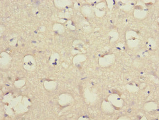 LINGO1 Antibody - Immunohistochemistry of paraffin-embedded human brain tissue at dilution 1:100