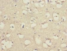 LINGO1 Antibody - Immunohistochemistry of paraffin-embedded human brain tissue at dilution 1:100