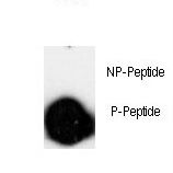 LINGO1 Antibody - Dot blot of anti-Phospho-LINGO-1(LRRN6A)-pS596 antibody on nitrocellulose membrane. 50ng of Phospho-peptide or Non Phospho-peptide per dot were adsorbed. Antibody working concentrations are 0.5ug per ml.