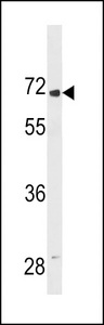 LINGO2 Antibody - LINGO2 Antibody western blot of 293 cell line lysates (35 ug/lane). The LINGO2 antibody detected the LINGO2 protein (arrow).