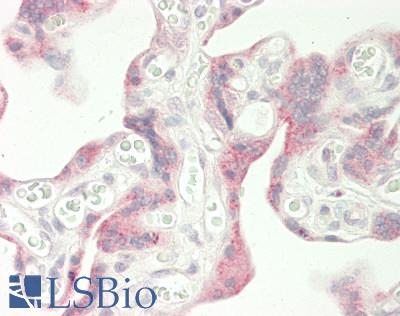 LINGO2 Antibody - Human Placenta: Formalin-Fixed, Paraffin-Embedded (FFPE)