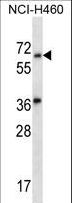 LINGO3 Antibody - LINGO3 Antibody western blot of NCI-H460 cell line lysates (35 ug/lane). The LINGO3 antibody detected the LINGO3 protein (arrow).