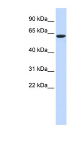 LINGO4 Antibody - LINGO4 antibody Western blot of 293T cell lysate. This image was taken for the unconjugated form of this product. Other forms have not been tested.