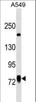 LINS1 Antibody - LINS1 Antibody western blot of A549 cell line lysates (35 ug/lane). The LINS1 antibody detected the LINS1 protein (arrow).