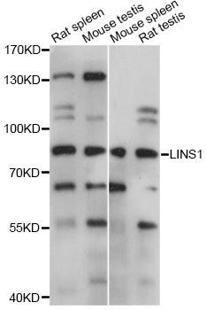LINS1 Antibody - Western blot analysis of extracts of various cell lines, using LINS1 antibody at 1:1000 dilution. The secondary antibody used was an HRP Goat Anti-Rabbit IgG (H+L) at 1:10000 dilution. Lysates were loaded 25ug per lane and 3% nonfat dry milk in TBST was used for blocking. An ECL Kit was used for detection and the exposure time was 1s.