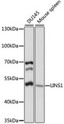 LINS1 Antibody - Western blot analysis of extracts of various cell lines, using LINS1 antibody at 1:1000 dilution. The secondary antibody used was an HRP Goat Anti-Rabbit IgG (H+L) at 1:10000 dilution. Lysates were loaded 25ug per lane and 3% nonfat dry milk in TBST was used for blocking. An ECL Kit was used for detection and the exposure time was 10s.