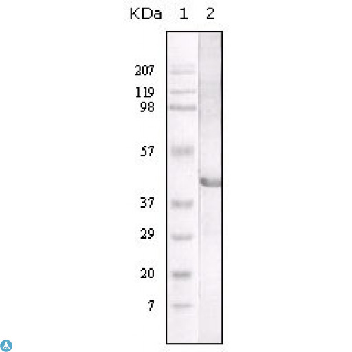 LIPA / Lysosomal Acid Lipase Antibody - Western Blot (WB) analysis using LAL Monoclonal Antibody against LAL recombinant protein.