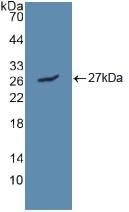 LIPC / Hepatic Lipase Antibody - Western Blot; Sample: Recombinant LIPC, Human.