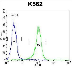 LIPC / Hepatic Lipase Antibody - LIPC Antibody flow cytometry of K562 cells (right histogram) compared to a negative control cell (left histogram). FITC-conjugated goat-anti-rabbit secondary antibodies were used for the analysis.