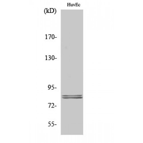 LIPE / HSL Antibody - Western blot of HSL antibody