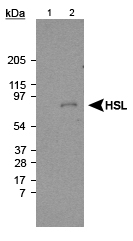 LIPE / HSL Antibody - Detection of HSL. Lane 1: Liver extract (negative control) Lane 2: Fat extract (10 ug) (positive sample).  This image was taken for the unconjugated form of this product. Other forms have not been tested.