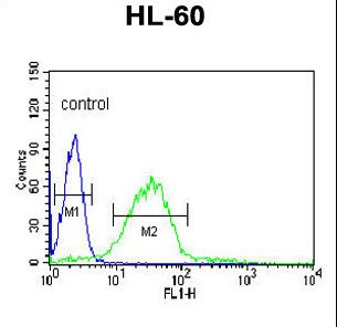 LIPE / HSL Antibody - LIPE Antibody flow cytometry of HL-60 cells (right histogram) compared to a negative control cell (left histogram). FITC-conjugated goat-anti-rabbit secondary antibodies were used for the analysis.