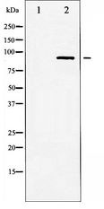 LIPE / HSL Antibody - Western blot of HSL expression in Jurkat whole cell lysates,The lane on the left is treated with the antigen-specific peptide.