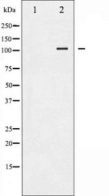 LIPE / HSL Antibody - Western blot analysis of HSL phosphorylation expression in K562 whole cells lysates. The lane on the left is treated with the antigen-specific peptide.